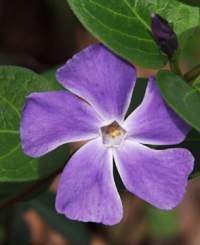 Eine Nahaufnahme einer lila Vinca-Blume